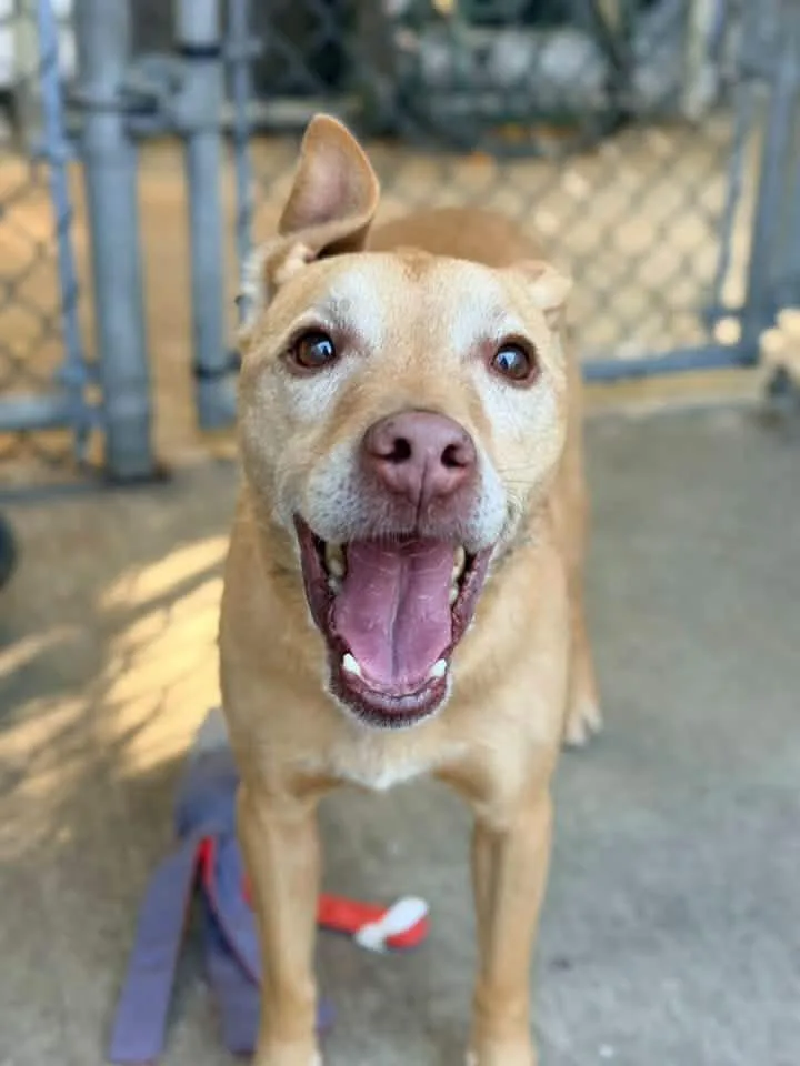 A senior medium-sized male Yellow / Tan / Blond / Fawn Labrador Retriever dog named Clamato for adoption in Chicago, IL