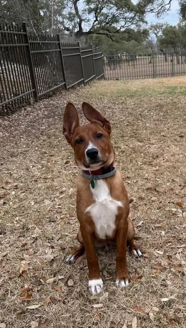 A baby medium-sized male American Staffordshire Terrier dog named Scooby for adoption in San Antonio, TX