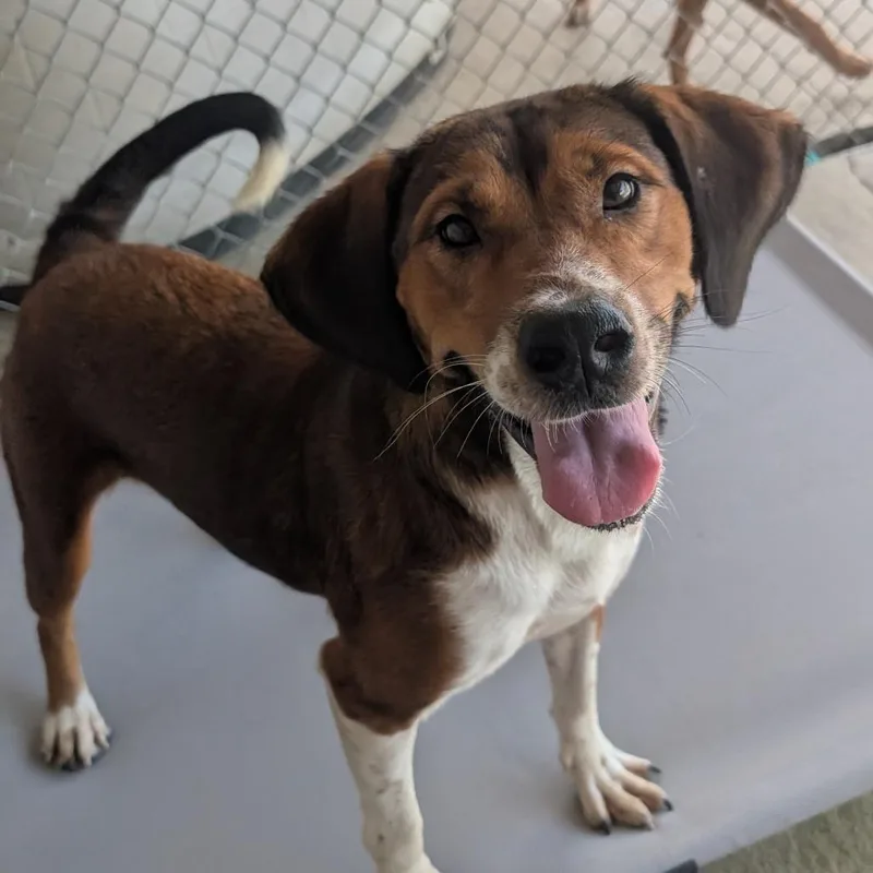 Dark Red Hound thumbnail 2