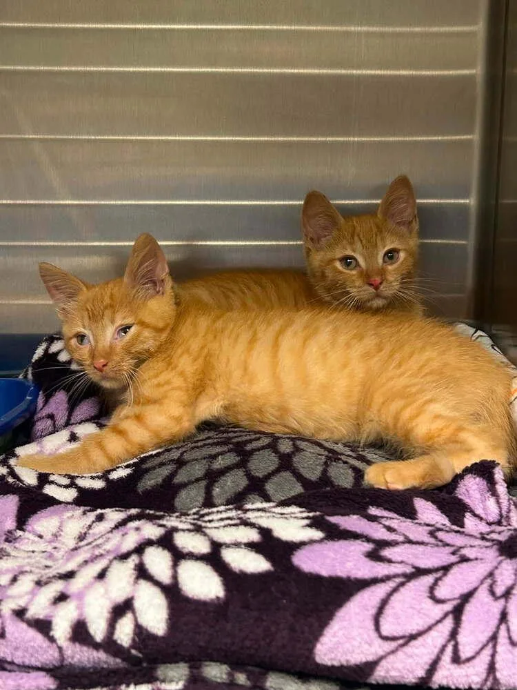 A baby small-sized male Orange / Red Domestic Short Hair cat named Dash for adoption in Muskegon, MI