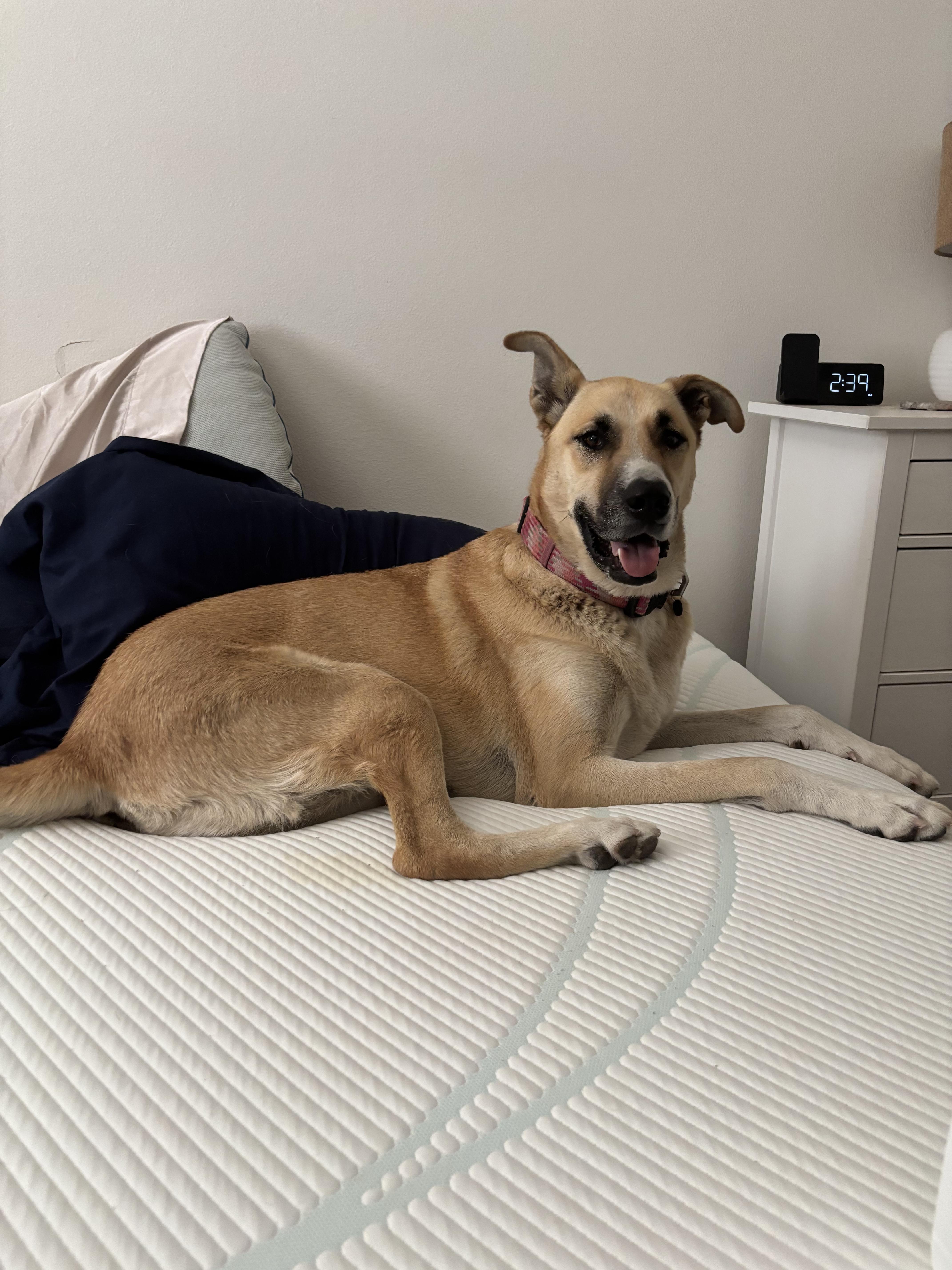 An adult large-sized female Turkish Kangal dog named Brandy a gentle for adoption in oriskany, NY