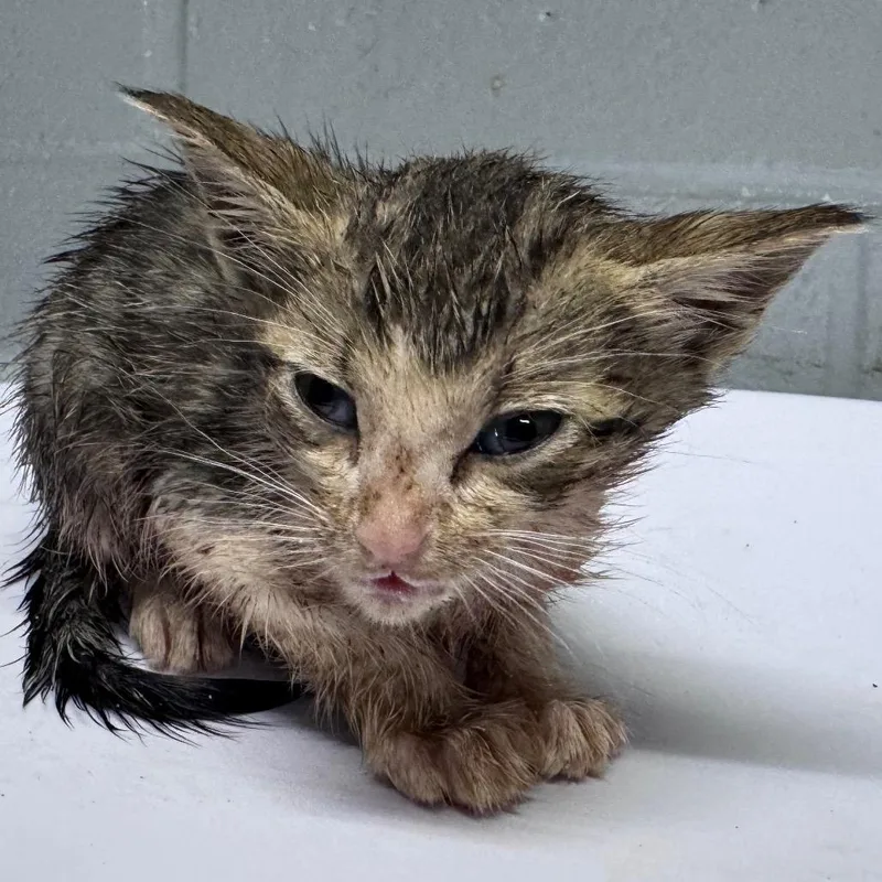 A baby small-sized male Brown / Chocolate Domestic Short Hair cat named Mt. Dew for adoption in Summerville, SC