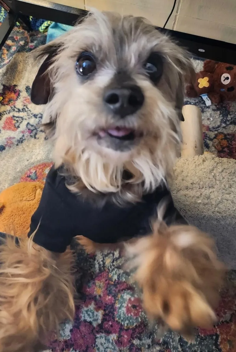 A senior small-sized male Yorkshire Terrier dog named Chase for adoption in Frederick, MD