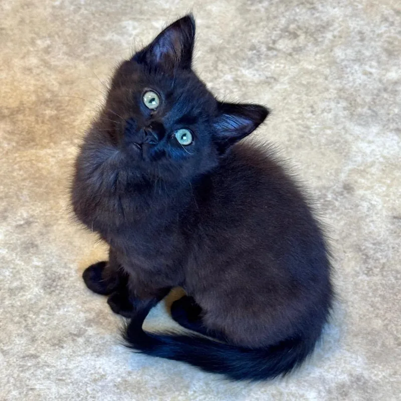 A baby small-sized female Domestic Short Hair cat named Sugar 🍭 for adoption in Cambria, CA