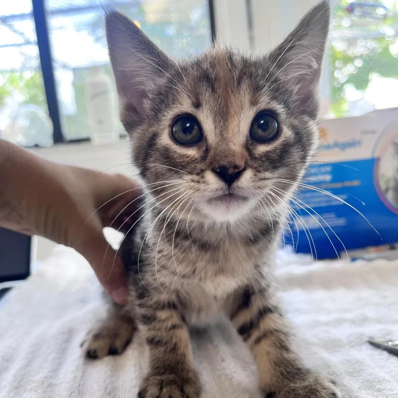 A baby small-sized female Black Domestic Short Hair cat named Sticky for adoption in Denver, CO