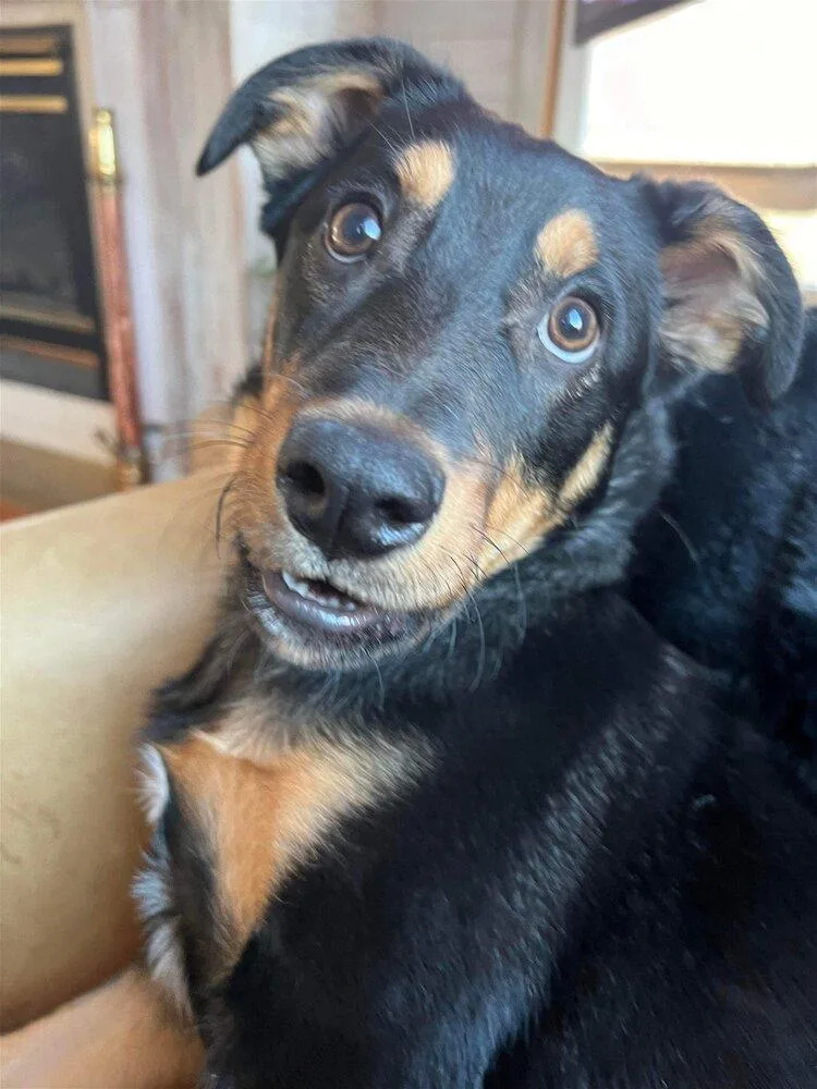 Mochaaka Noir thumbnail 2