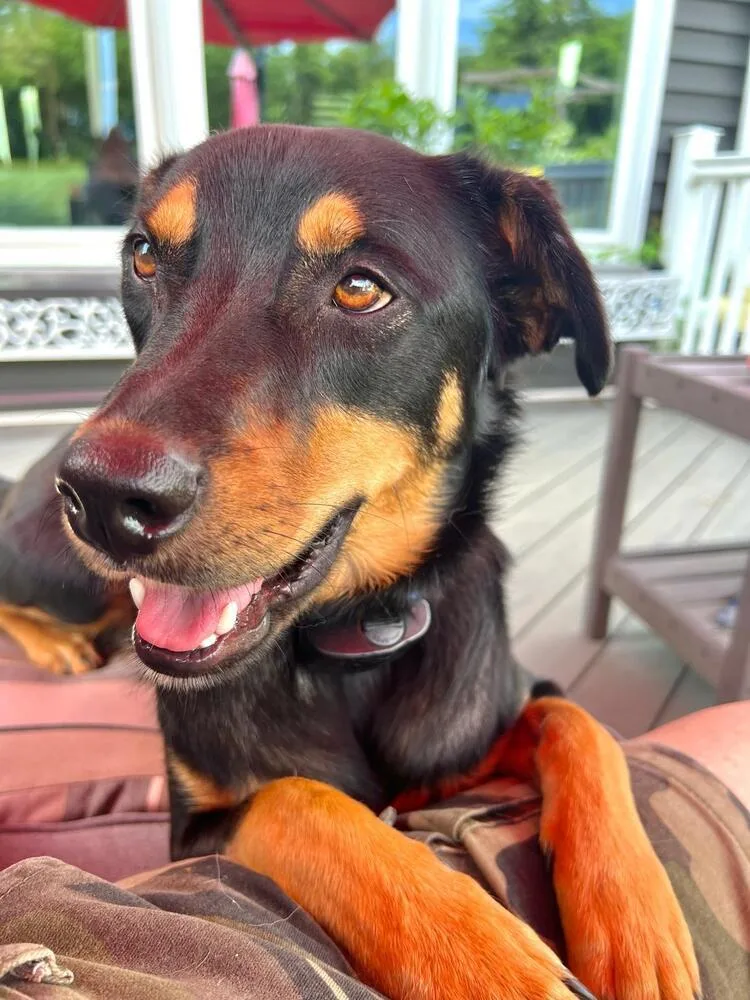 Mochaaka Noir thumbnail 3