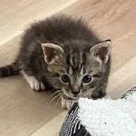 A baby small-sized male Brown / Chocolate Domestic Short Hair cat named Eeny for adoption in Lake Panasoffkee, FL
