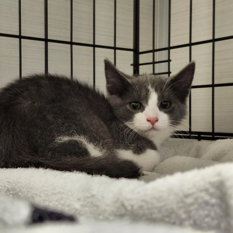 A baby small-sized male Gray / Blue / Silver Domestic Short Hair cat named Twiggy for adoption in Novelty, OH