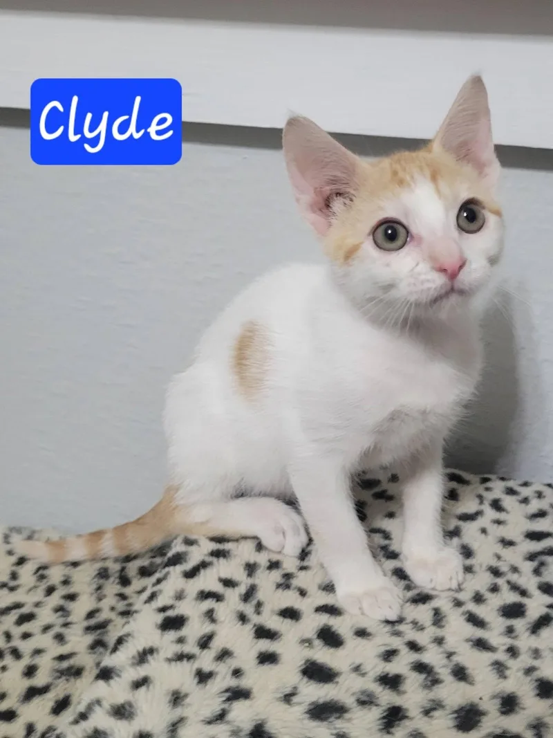 A baby medium-sized male Orange & White Domestic Short Hair cat named Clyde for adoption in LaPlace, LA