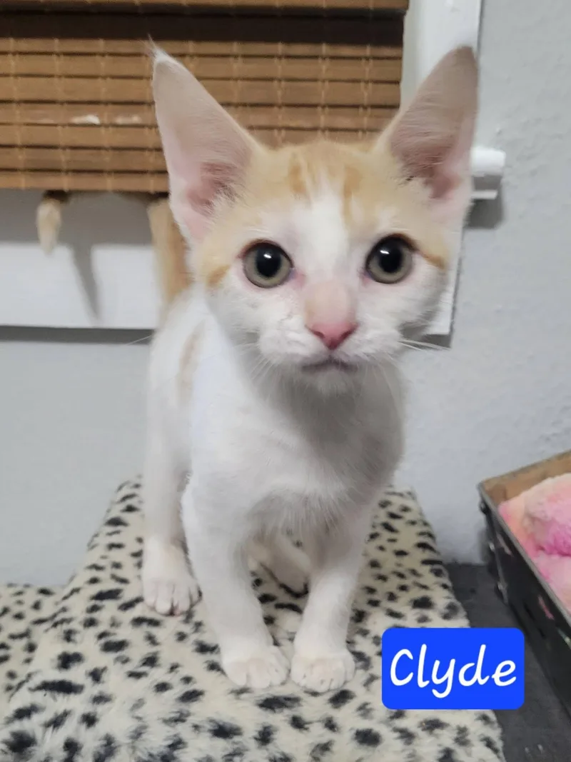 Clyde thumbnail 2