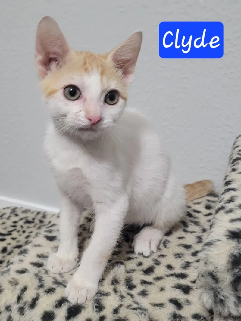 Clyde thumbnail 3