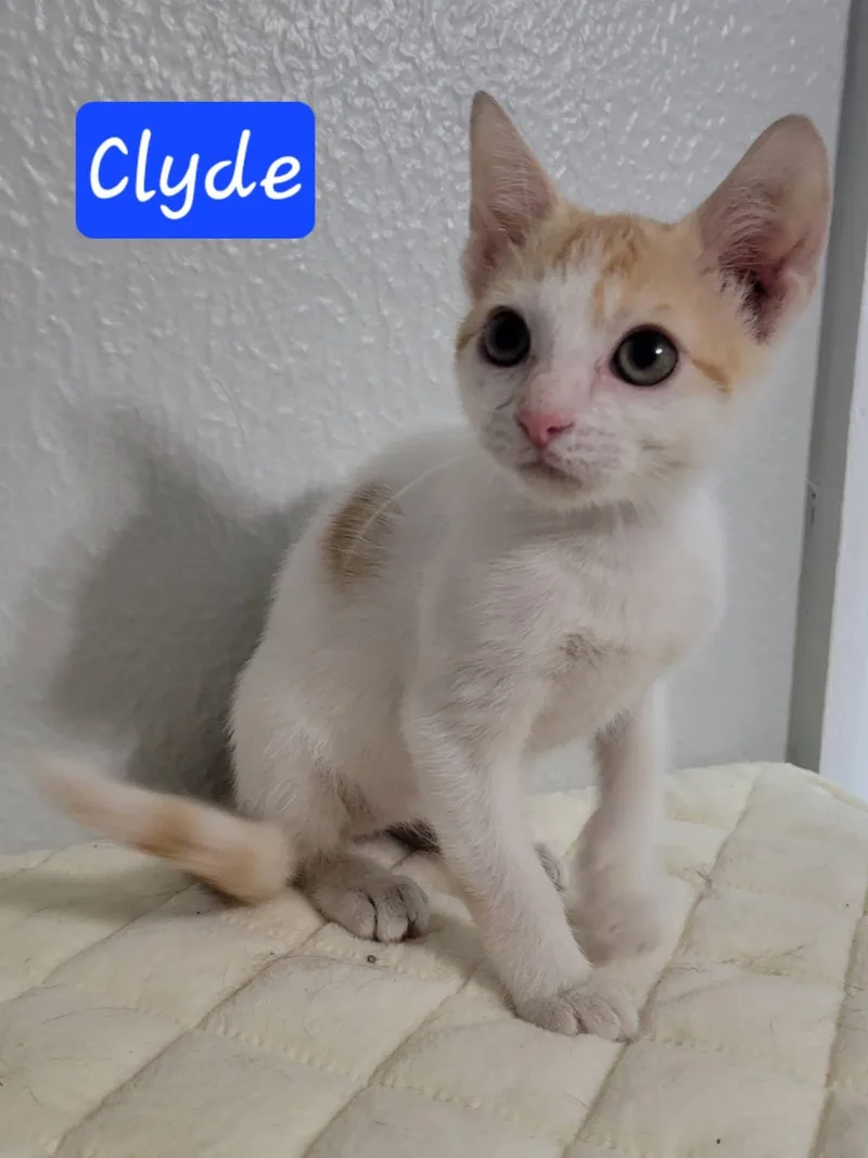 Clyde thumbnail 4