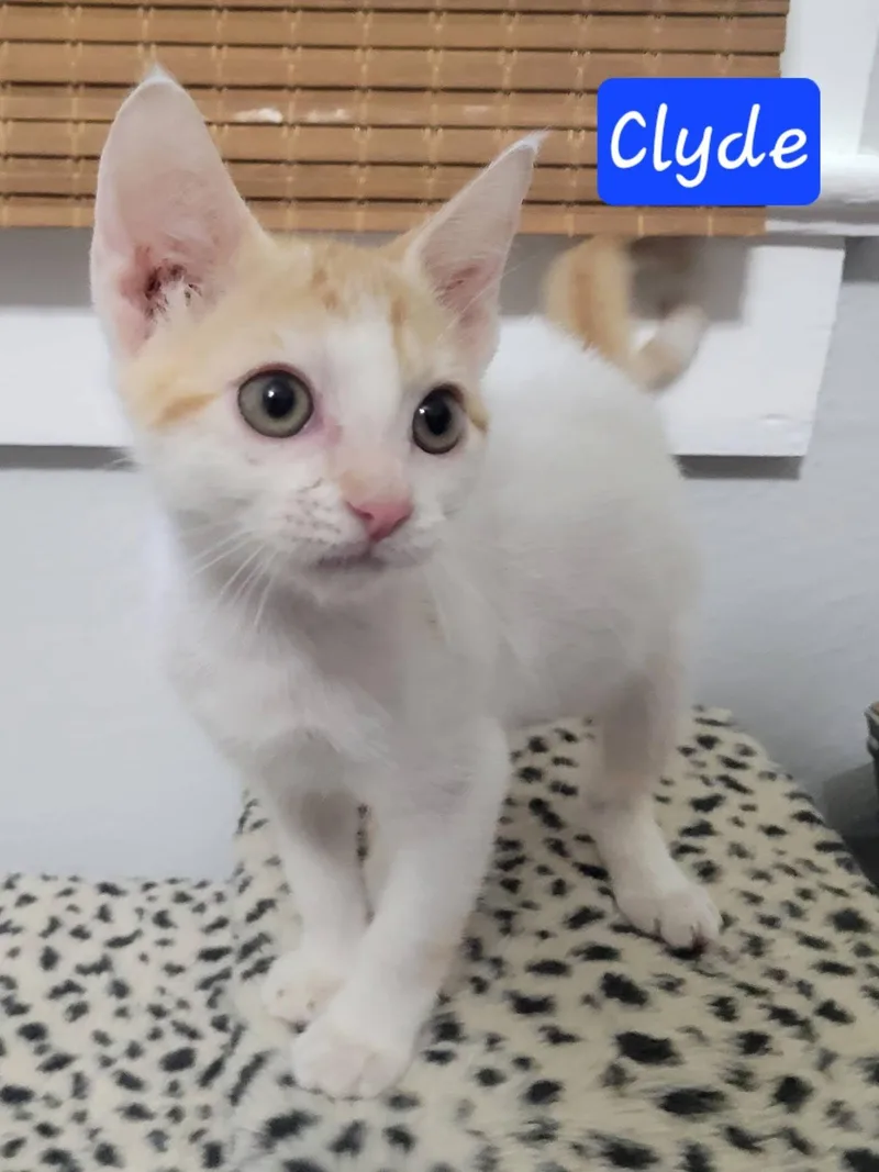 Clyde thumbnail 5