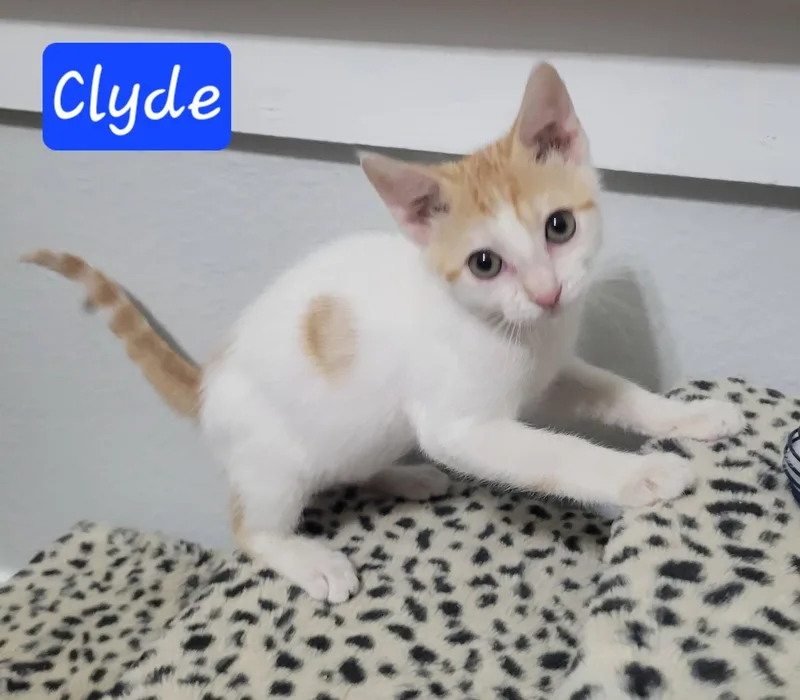 Clyde thumbnail 6
