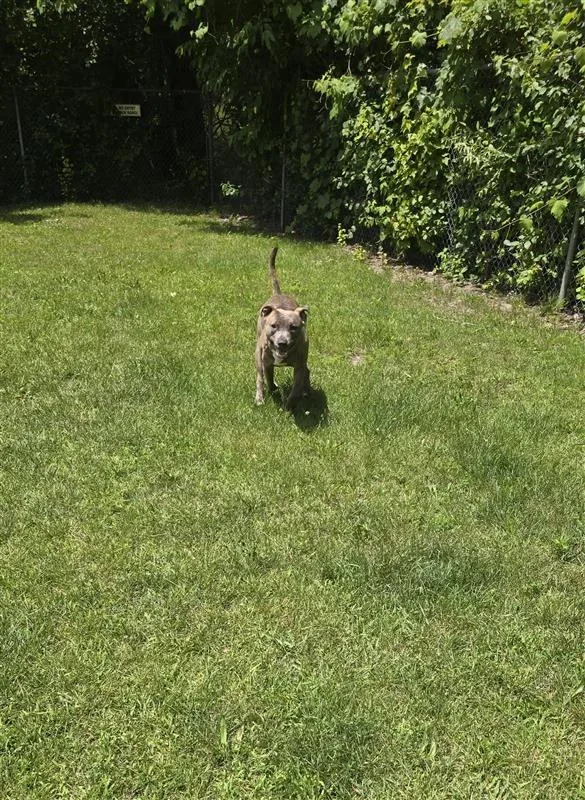 An adult large-sized male Brindle Mixed Breed dog named Duke for adoption in Ellijay, GA