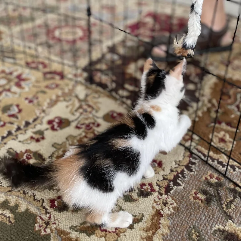 A baby medium-sized female Calico Domestic Short Hair cat named Soleil for adoption in San Diego, CA