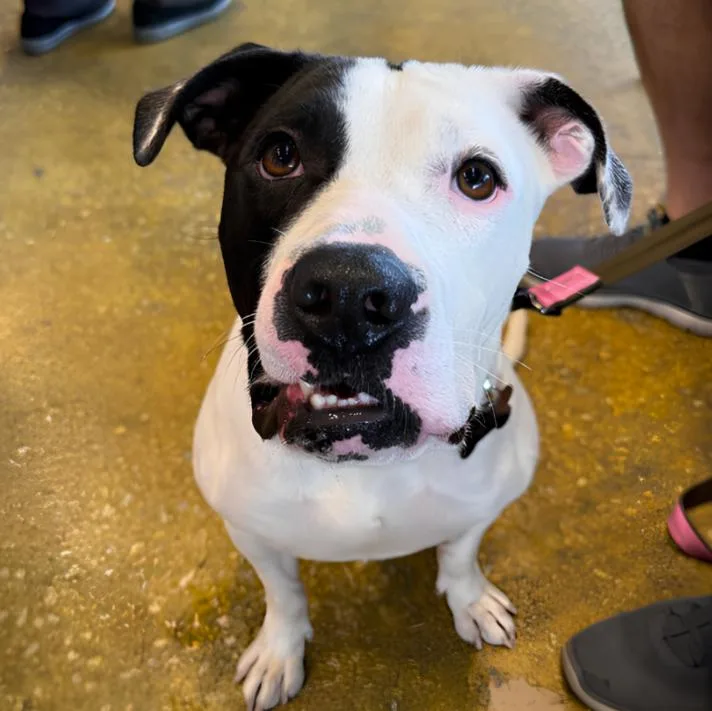 An adult medium-sized male Bicolor Pit Bull Terrier dog named Pretzel for adoption in Naperville, IL
