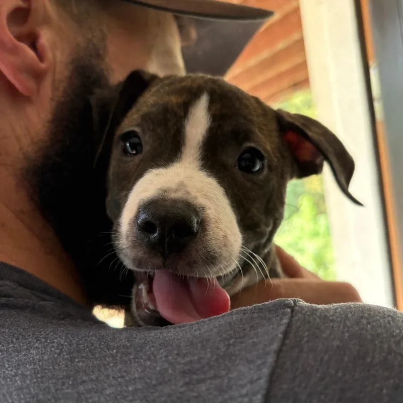 A baby medium-sized female Brown / Chocolate Pit Bull Terrier dog named Molly for adoption in Durham, NC