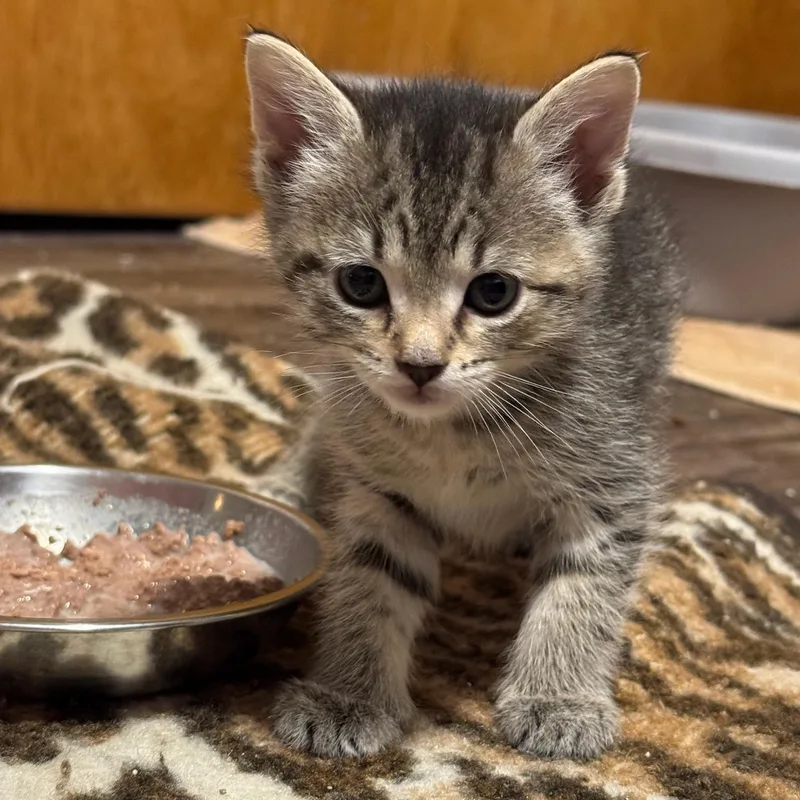 A baby medium-sized female Tabby (Brown / Chocolate) Domestic Short Hair cat named Daisy for adoption in Charles City, IA