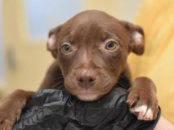 A baby small-sized female Pit Bull Terrier dog named Oregon Coast for adoption in Portland, OR
