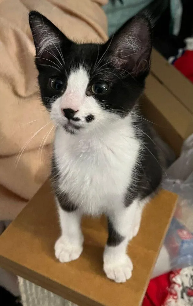 A young small-sized female Black & White / Tuxedo Domestic Short Hair cat named Marilyn Monroe for adoption in Orlando, FL