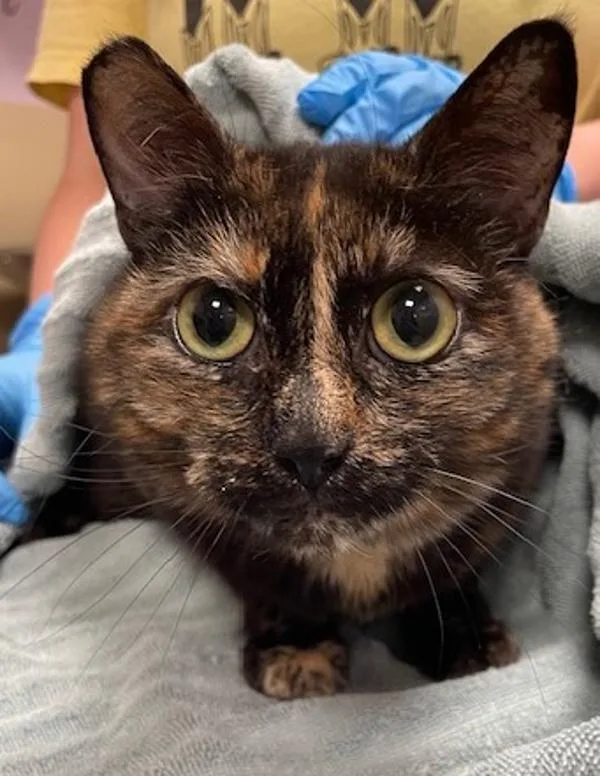 A young medium-sized female Domestic Short Hair cat named Miracle for adoption in Vancouver, WA