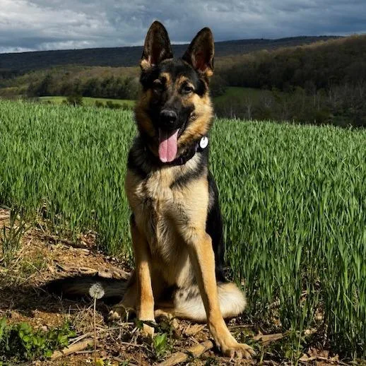 Loki
