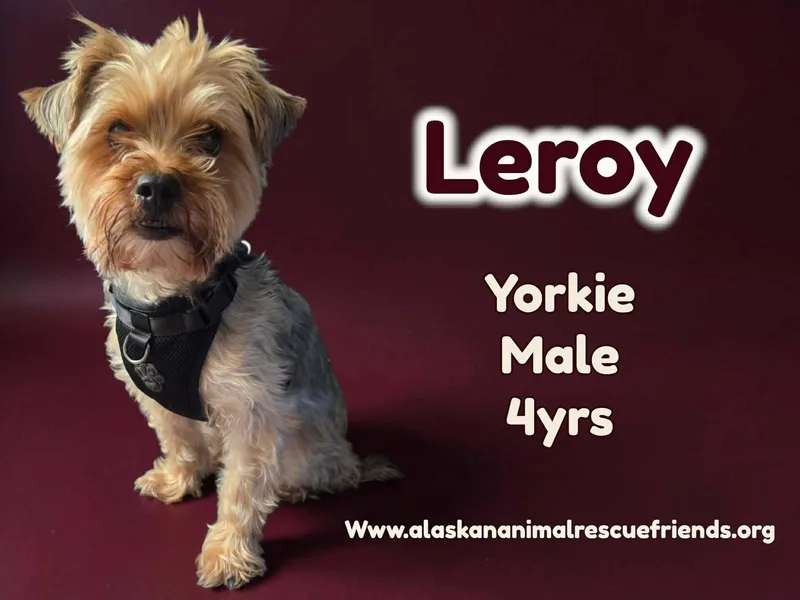 An adult small-sized male Yorkshire Terrier dog named Leroy for adoption in Anchorage, AK