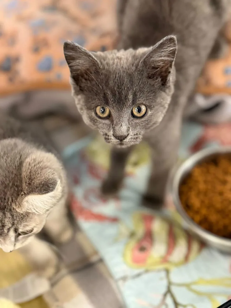 A baby medium-sized male Domestic Short Hair cat named Archie and Reggie for adoption in Warren, OH