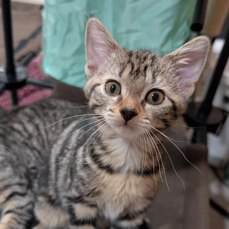 A baby small-sized female Brown / Chocolate Domestic Short Hair cat named Slippery When Wet for adoption in Roselle, IL