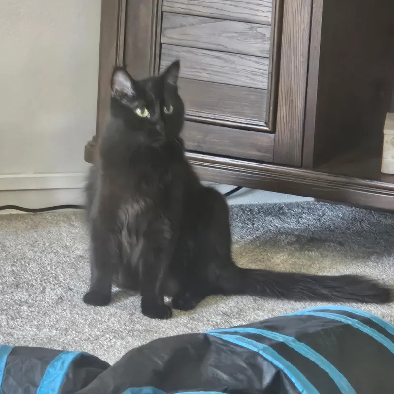 A young large-sized male Black Domestic Long Hair cat named Oswald for adoption in San Juan Capistrano, CA
