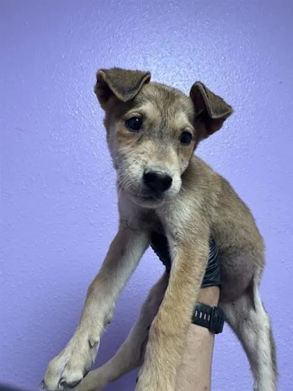 A baby medium-sized male Brown / Chocolate Mixed Breed dog named 61013146 for adoption in El Paso, TX