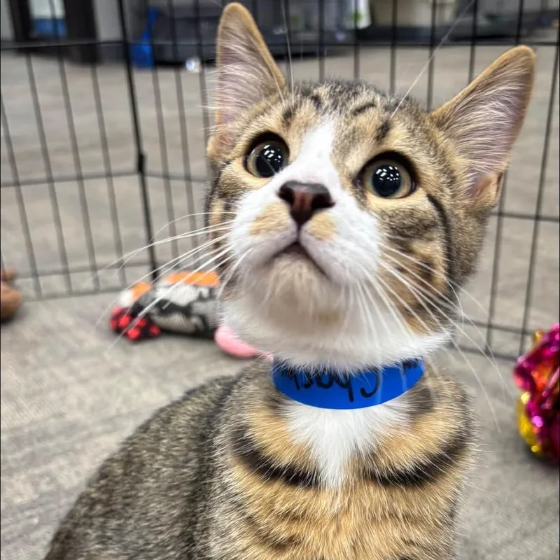A baby medium-sized male Brown / Chocolate Domestic Short Hair cat named Charley for adoption in Hamburg, NY