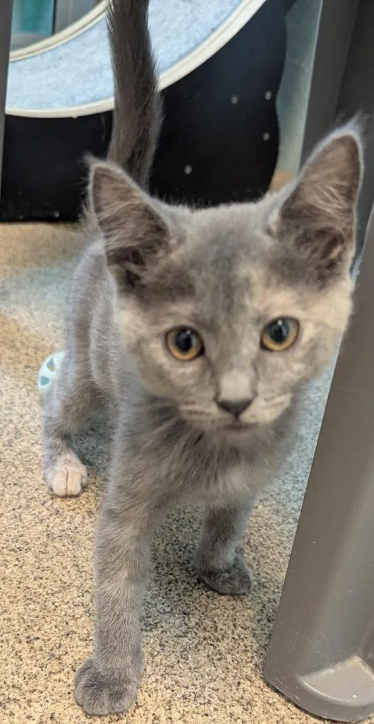 A baby small-sized female Domestic Short Hair cat named Plath for adoption in Cape Coral, FL