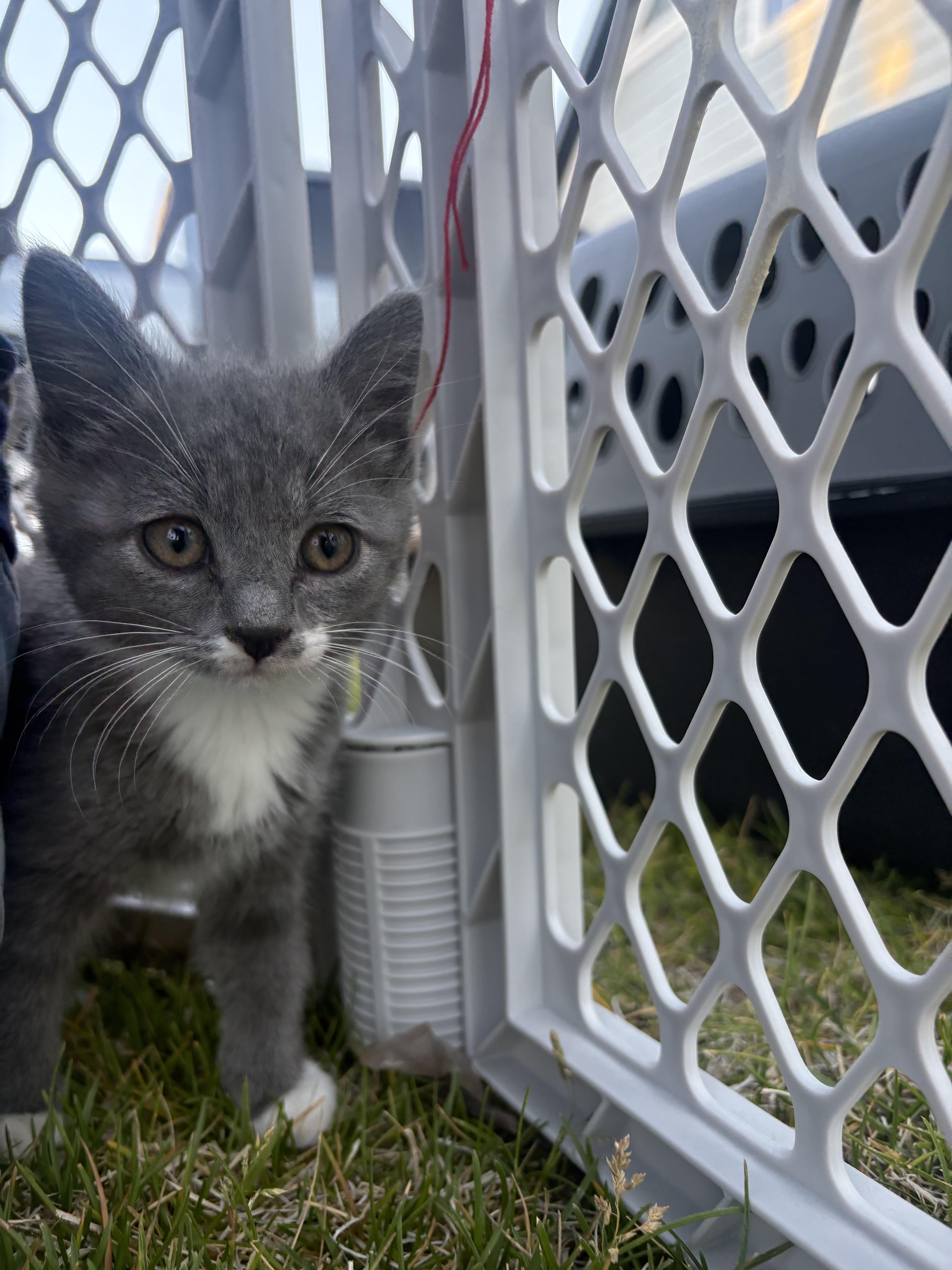 A baby medium-sized female Gray / Blue / Silver Domestic Short Hair cat named Kit for adoption in Fruit Heights, UT