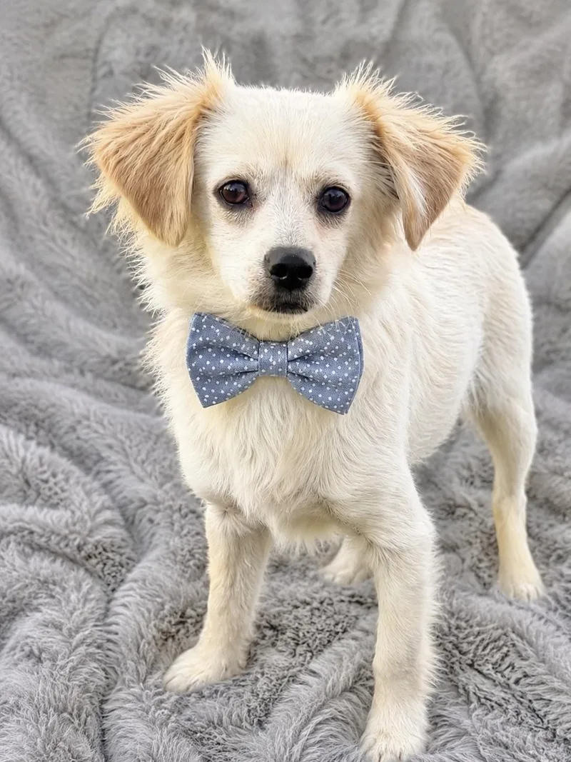 A young small-sized male Apricot / Beige Spaniel dog named Harvey for adoption in Corona Del Mar, CA