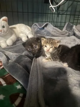 A baby small-sized male Domestic Short Hair cat named Juno for adoption in King William, VA