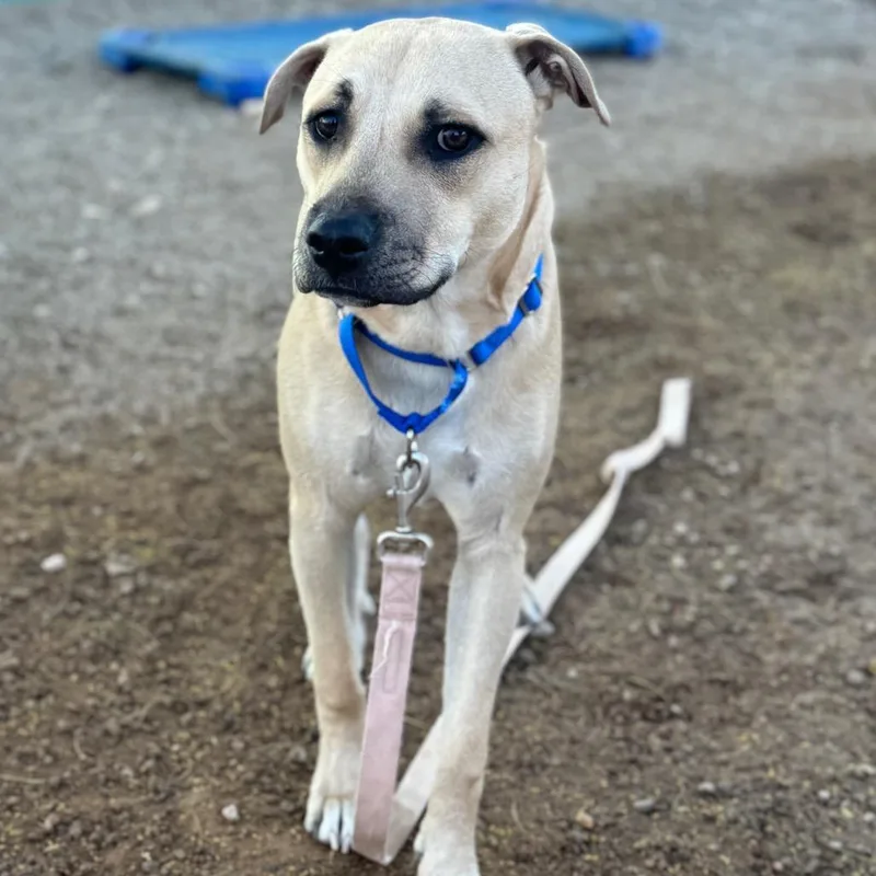 A young medium-sized male Apricot / Beige Pit Bull Terrier dog named Magic for adoption in Las Vegas, NV