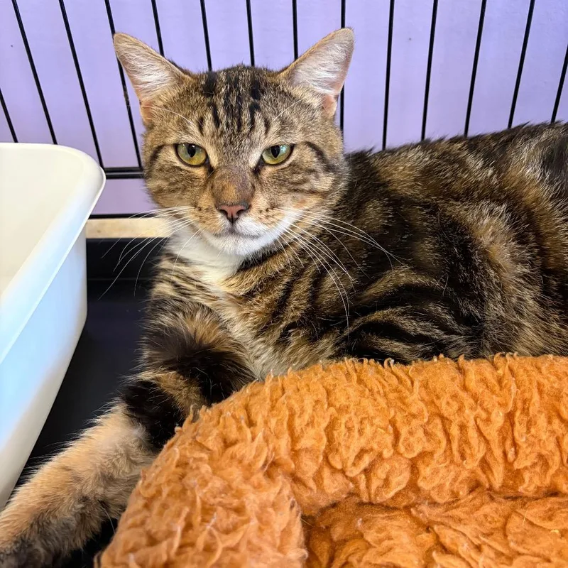A young small-sized male Brown / Chocolate Domestic Short Hair cat named Thomas for adoption in Webster, TX