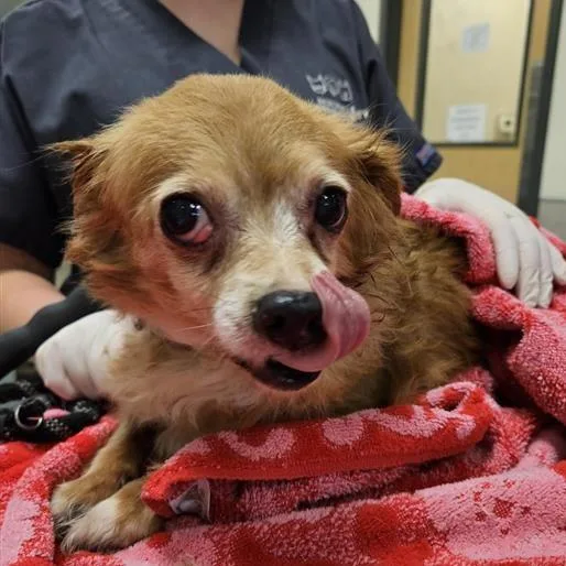 A senior small-sized female Red / Chestnut / Orange Mixed Breed dog named Charlie Brown for adoption in Jacksonville, FL