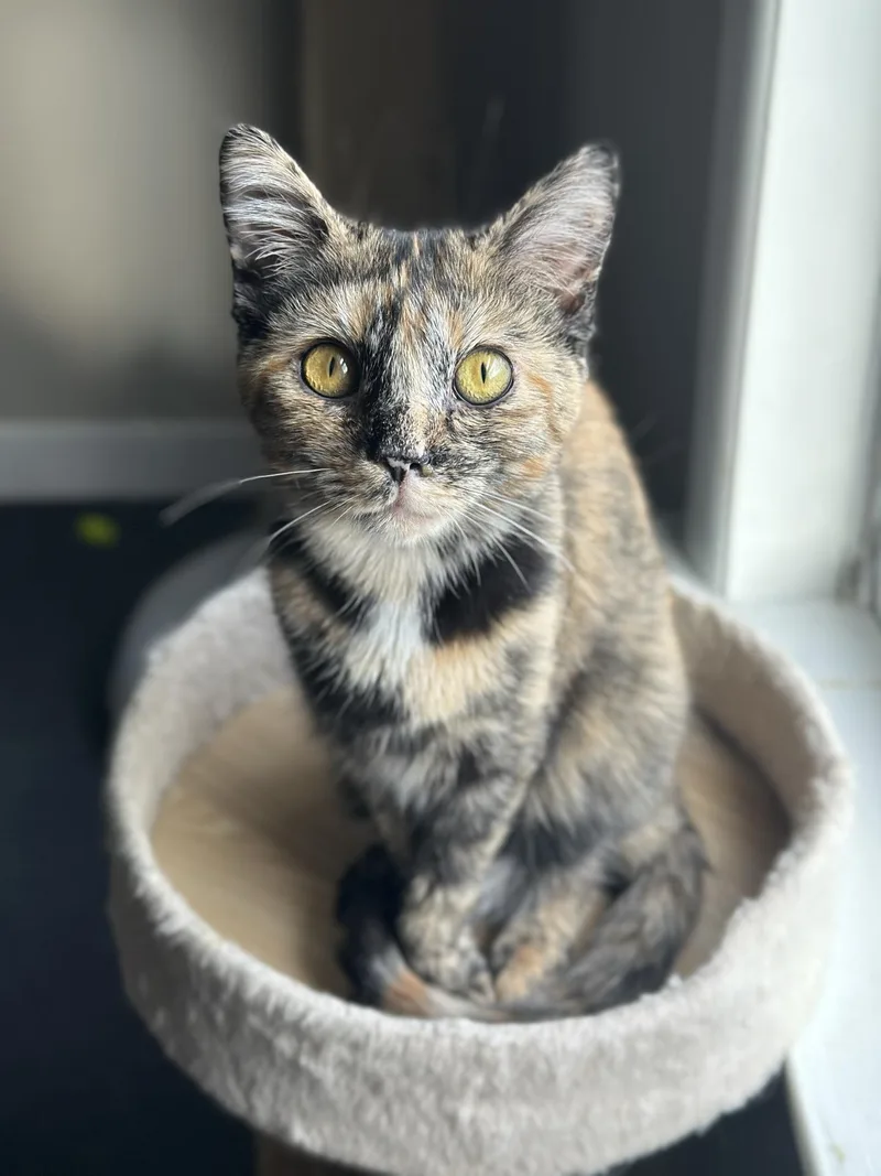 A young medium-sized female Tortoiseshell Tortoiseshell cat named Pothole for adoption in Greensburg, PA