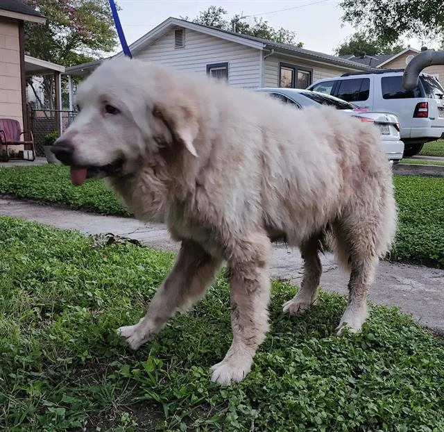 An adult large-sized male Great Pyrenees dog named Sunny D for adoption in San Antonio, TX