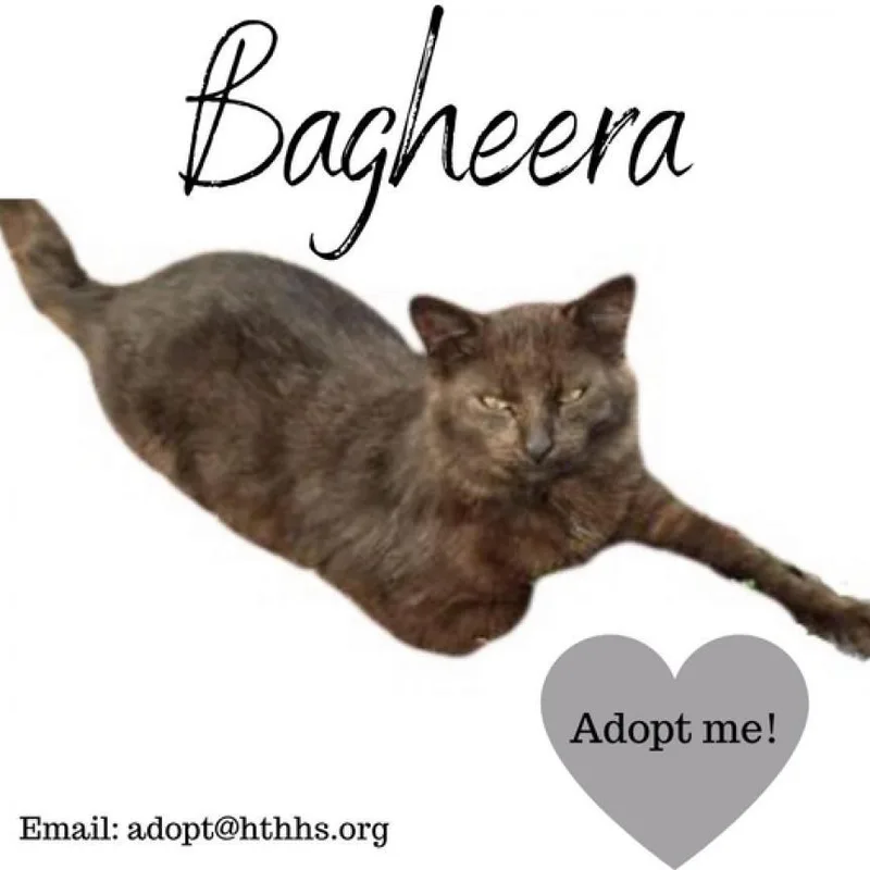 Bagheera thumbnail 2