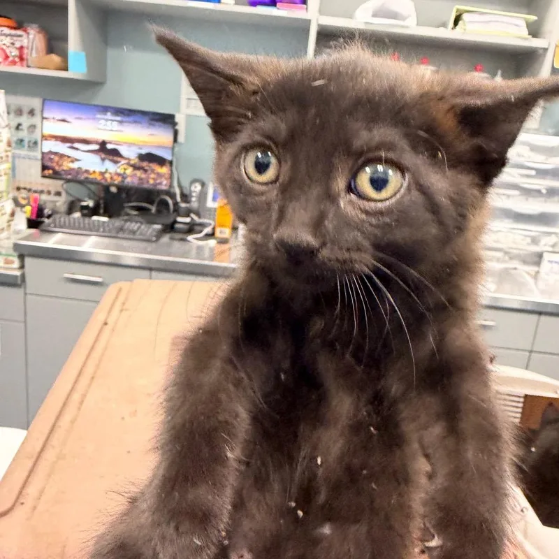 A baby small-sized male Black Domestic Short Hair cat named Rubber Duck for adoption in Greensboro, NC