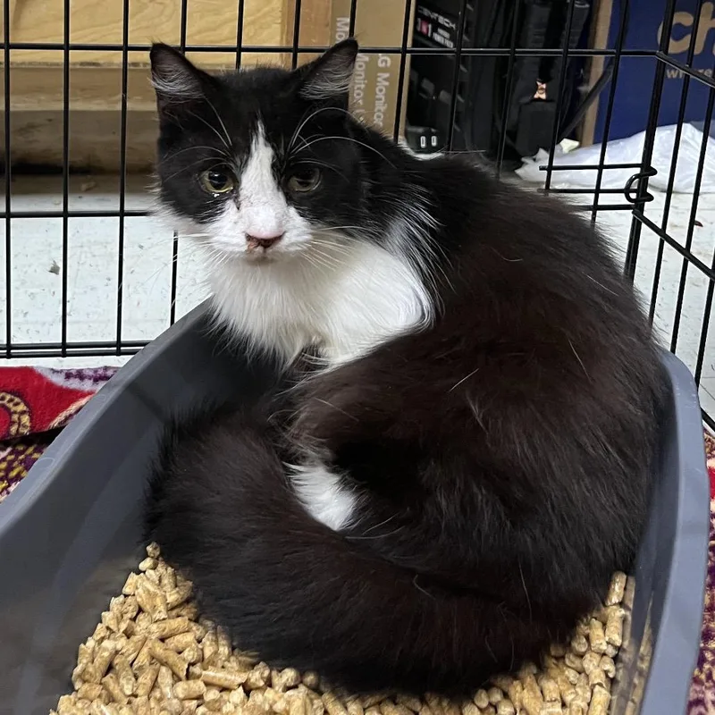 A young medium-sized female Black Domestic Medium Hair cat named Lil Mama for adoption in Marble, NC