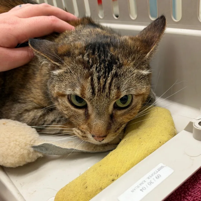 A senior medium-sized female Brown / Chocolate Domestic Short Hair cat named Skittles for adoption in Murray, UT