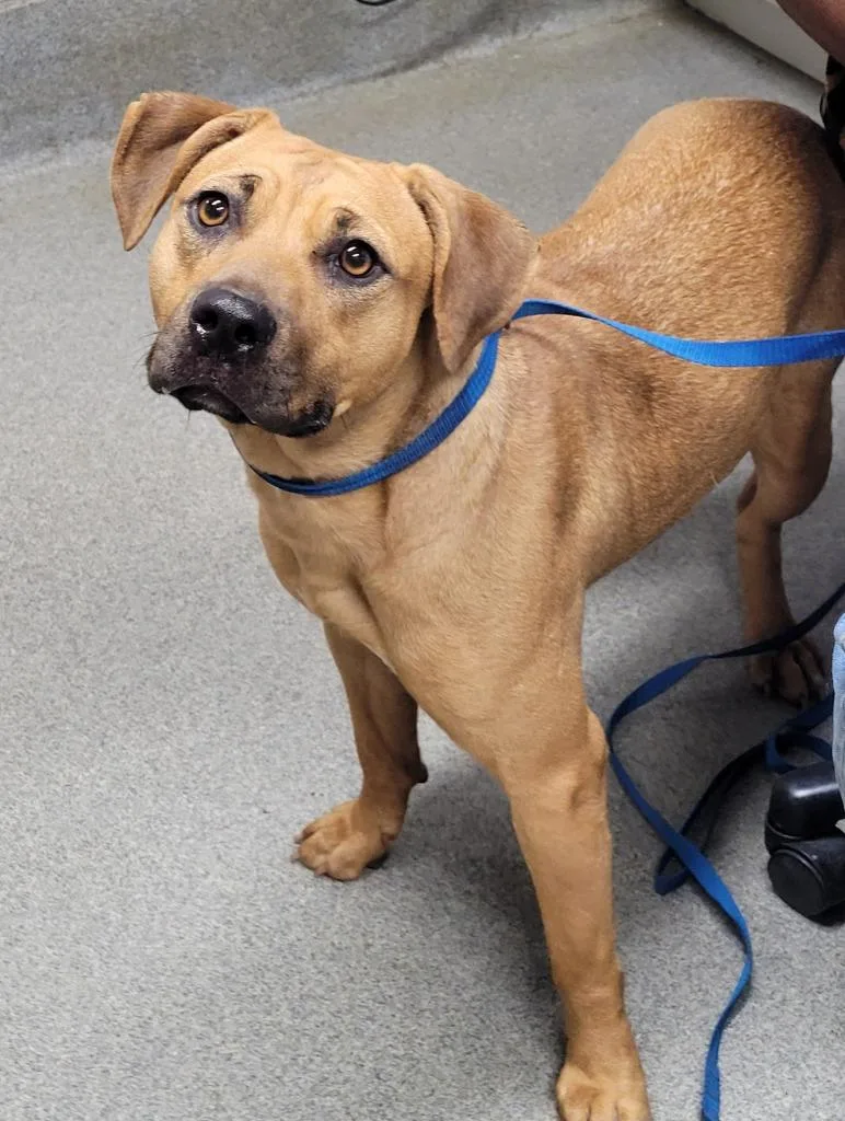 A baby large-sized female Terrier dog named Irene for adoption in Hopkinsville, KY