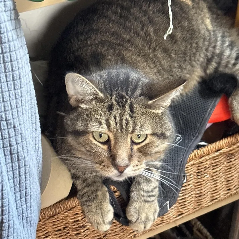 An adult small-sized male Gray / Blue / Silver American Shorthair cat named Oliver for adoption in Lynchburg, VA