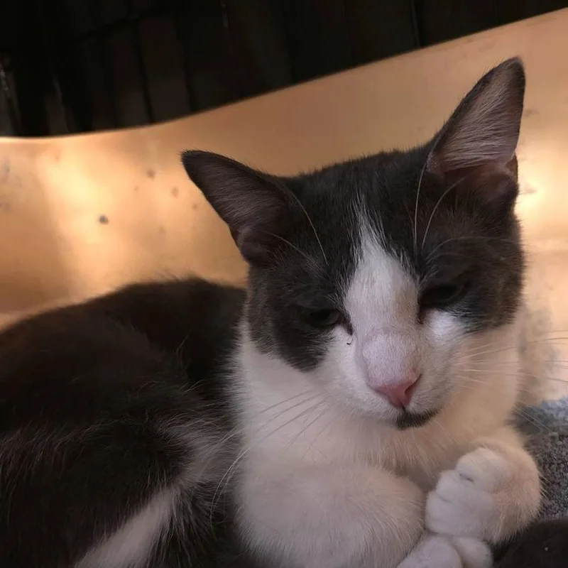 A young medium-sized female Domestic Short Hair cat named Jazz for adoption in East Hartford , CT